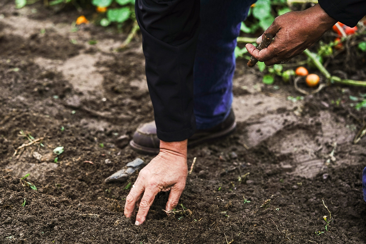 Garlic Planting Demonstration 2021