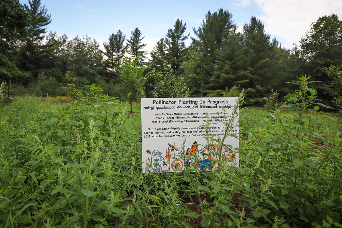 Pollinator Garden